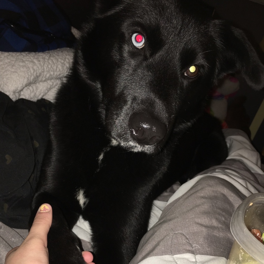 Meet your Posher, Cadence